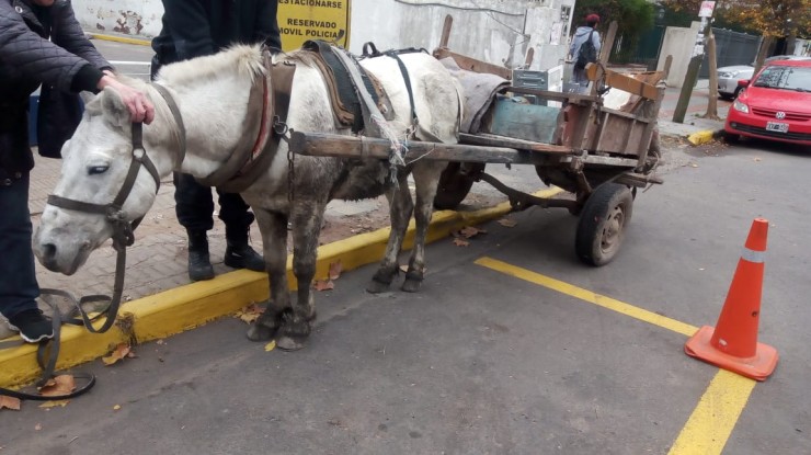 Carreros ladrones en Bernal